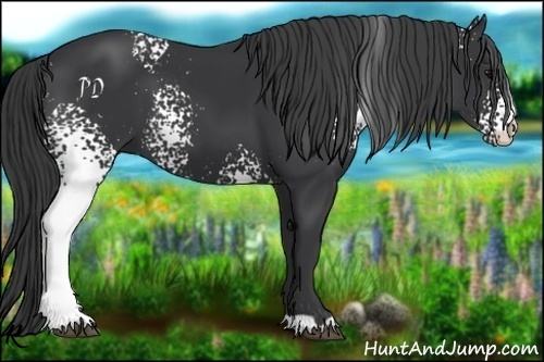 Horse Color:White Spotted Black