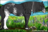 Horse Color:White Spotted Black