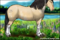 Horse Color:White Spotted Bay Dun 