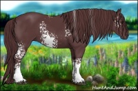 Horse Color:White Spotted Chocolate Black 