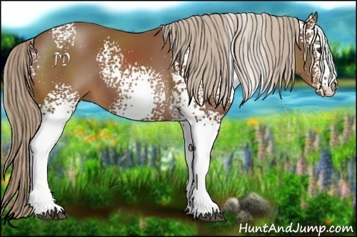 Horse Color:White Spotted Chestnut 