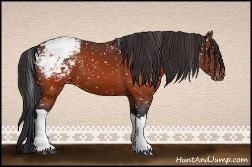 Horse Color:Brown Appaloosa 