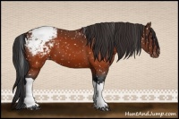 Horse Color:Brown Appaloosa 