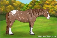 Horse Color:Red Roan Splash Appaloosa