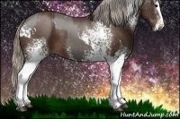 Horse Color:White Spotted Silver Black  and White Spotted Liver Chestnut Splash 