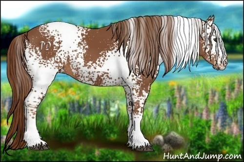Horse Color:White Spotted Chestnut 