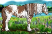 Horse Color:White Spotted Chestnut 