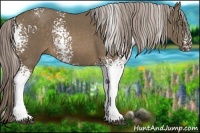 Horse Color:White Spotted Chocolate Palomino