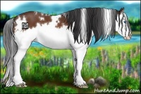 Horse Color:White Spotted Bay Splash 