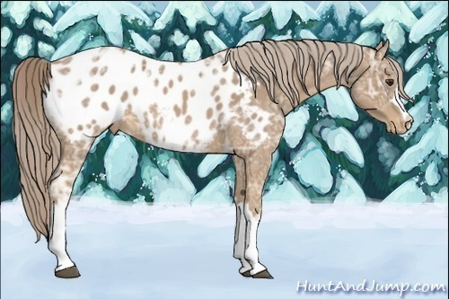 Horse Color:Palomino Ice Appaloosa 