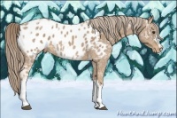 Horse Color:Palomino Ice Appaloosa 