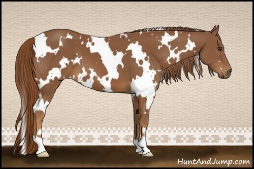 Horse Color:White Spotted Chestnut 