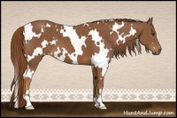 Horse Color:White Spotted Chestnut 