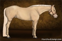Horse Color:Gold Champagne