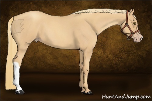 Horse Color:Gold Champagne Roan 