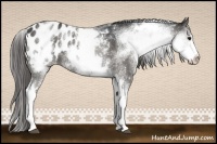 Horse Color:White Spotted Grullo Appaloosa Rabicano 