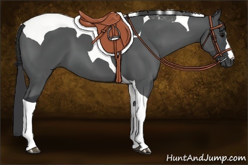 Horse Color:Black Tobiano 