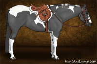 Horse Color:Black Tobiano 