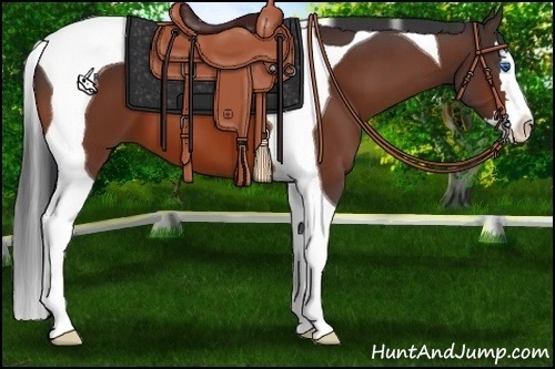 Horse Color:Bay Splash Tobiano 