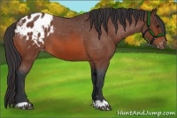 Horse Color:Bay Roan Varnish