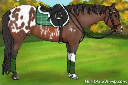 Horse Color:Bay Roan Blanket