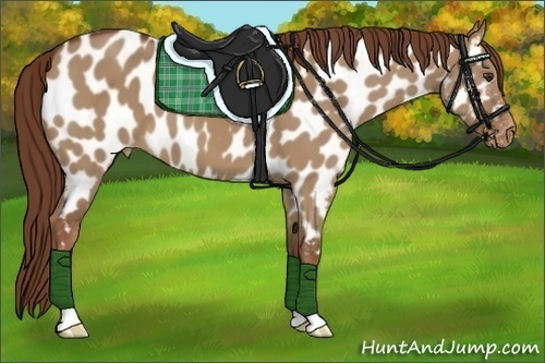 Horse Color:Red Dun Appaloosa 