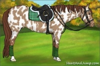 Horse Color:Red Dun Appaloosa 