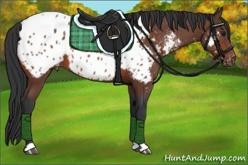 Horse Color:Bay Appaloosa 