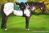 Horse Color:Bay Appaloosa 
