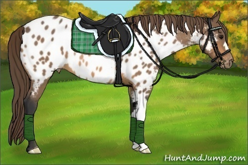 Horse Color:Buckskin Blanket