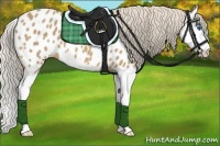Horse Color:Palomino Splash Near Leopard
