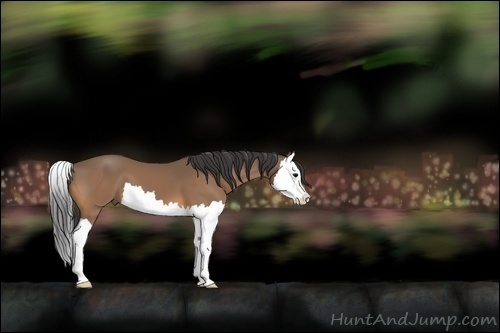 Horse Color:Buckskin Splash 
