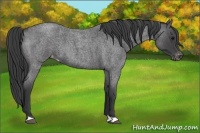 Horse Color:Blue Roan Varnish 