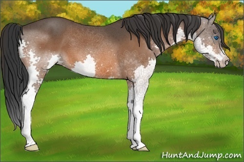 Horse Color:Bay Splash 