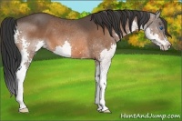 Horse Color:Bay Splash 