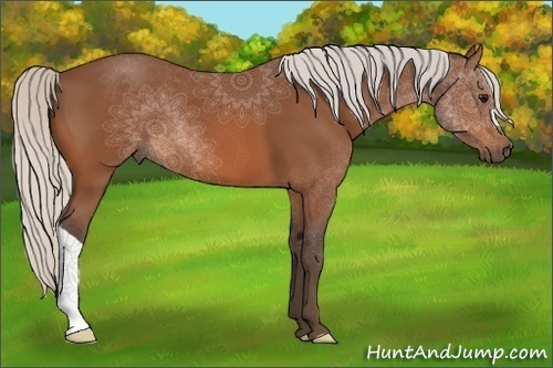 Horse Color:Silver Bay 