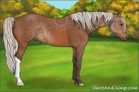 Horse Color:Silver Bay 