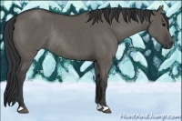 Horse Color:Grullo Rabicano