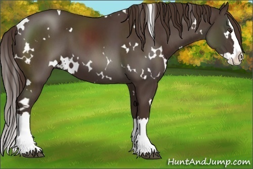 Horse Color:White Spotted Liver Chestnut Splash 