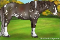 Horse Color:White Spotted Liver Chestnut Splash 