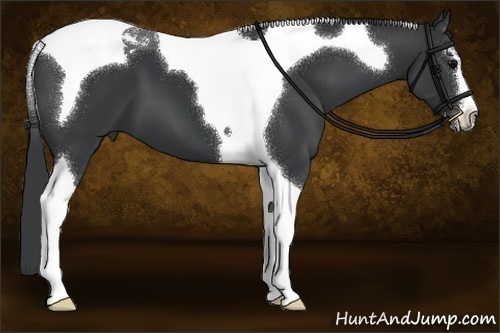 Horse Color:Black Sabino Tobiano 
