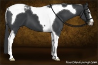 Horse Color:Black Sabino Tobiano 