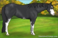 Horse Color:Black Sabino