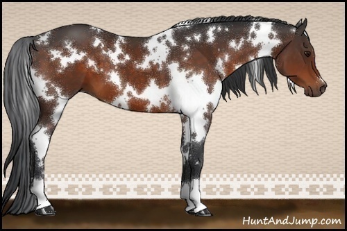Horse Color:White Spotted Brown 