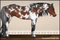 Horse Color:White Spotted Brown 