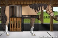 Horse Color:Amber Champagne