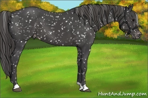 Horse Color:Smoky Black Snowflake Varnish 