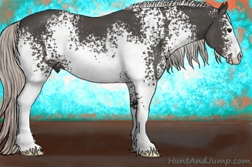 Horse Color:White Spotted Silver Black Rabicano 