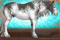 Horse Color:White Spotted Silver Black Rabicano 