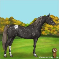 Horse Color:Liver Chestnut Appaloosa Rabicano